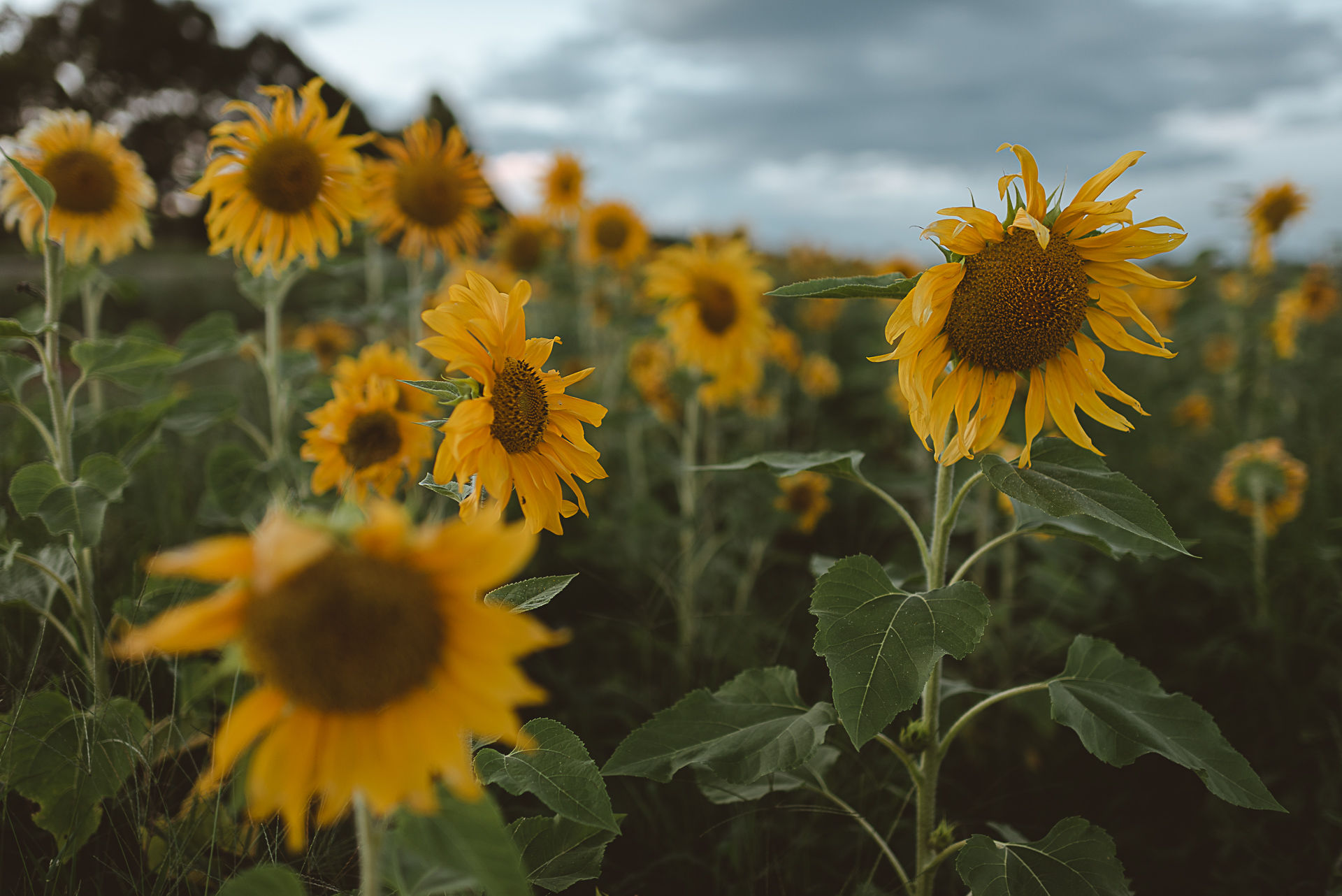 Foto Um Pré-wedding de tirar o fôlego na Chapada dos Veadeiros! - Imagem 35