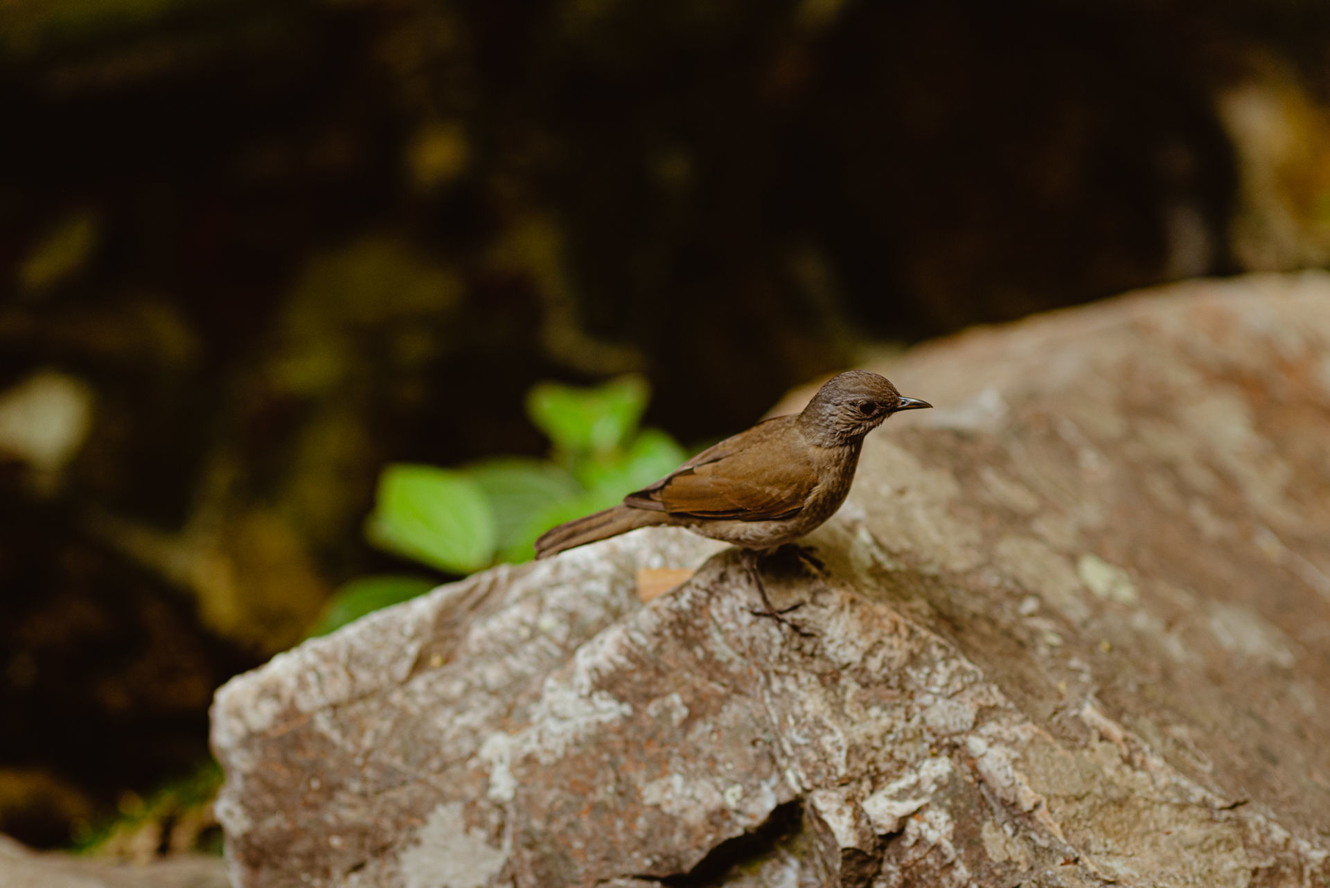 Foto Cachoeira Santa Bárbara: saiba como fazer um pré-wedding lá - Imagem 72