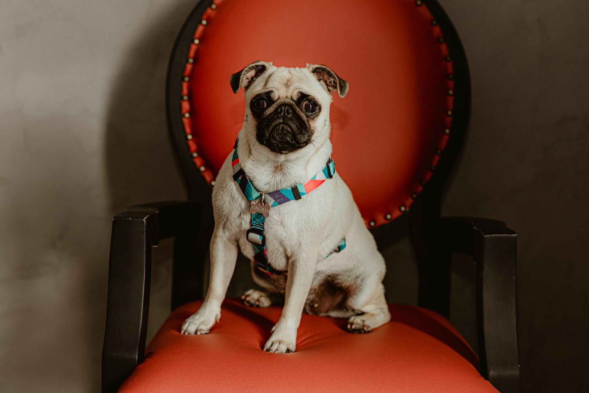 Foto Isadora à espera de Enzo - Ensaio fotográfico de Gestante - Imagem 22