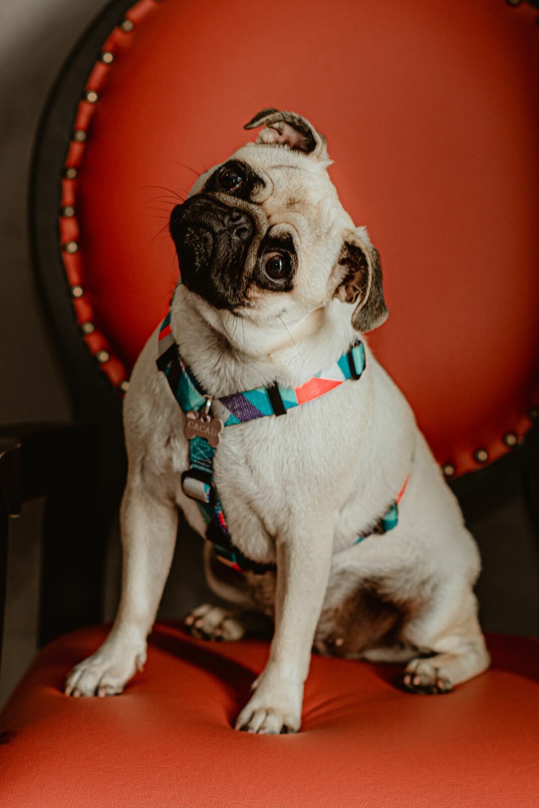 Foto Isadora à espera de Enzo - Ensaio fotográfico de Gestante - Imagem 23