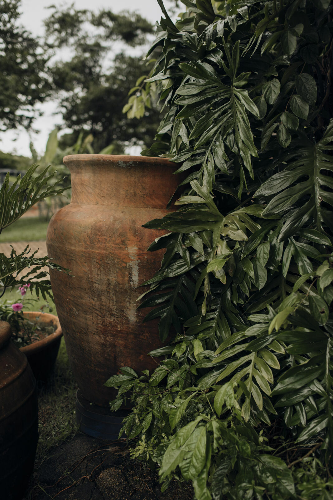 Foto Fotógrafo em Pirenópolis - Ensaio Fotográfico na Vinícola Assunção - Imagem 11